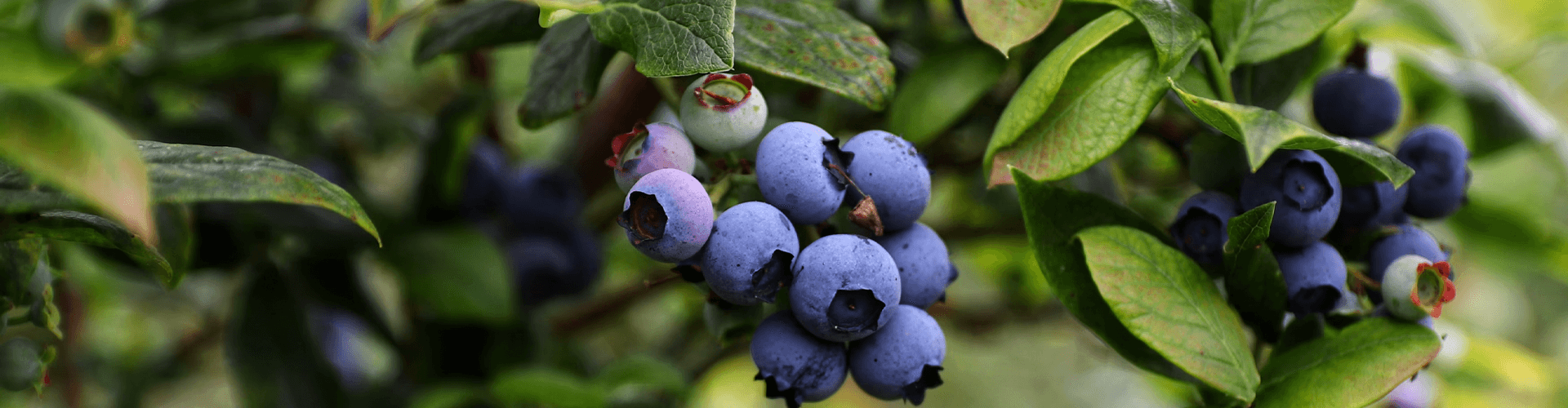 Arandanos de Piuke Patagonia